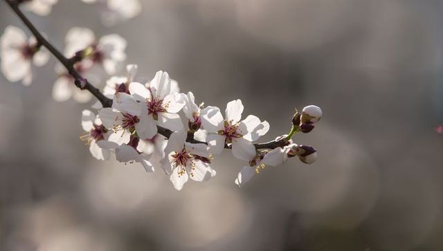 Delicate white-pink almond blossoms on slender woody branch with creamy bokeh and sunlight