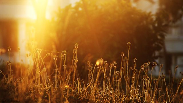 Golden hour sunlight illuminates field of dried grass, creating serene and warm ambiance. Suitable for nature-related projects, relaxation themes, and outdoor beauty. Ideal for backgrounds in websites, blogs, or prints emphasizing calmness and tranquility.
