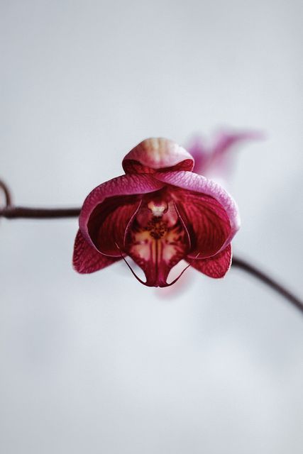 Closeup of Single Pink Orchid Bloom on Pale Background - Download Free Stock Photos Pikwizard.com