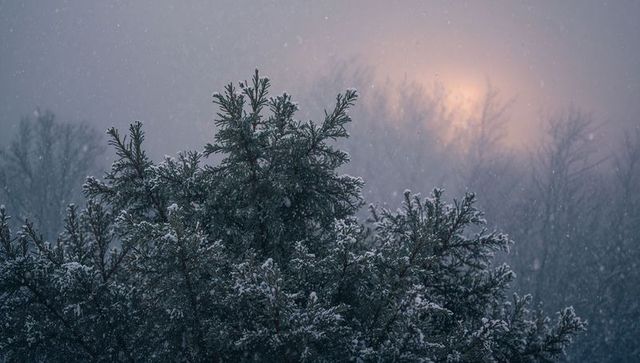 Misty sun glowing behind snow-dusted conifer with falling snow at forest edge