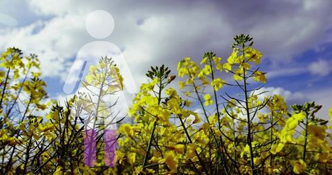 Canola field swaying beneath dramatic clouds with semi-transparent female icon overlay