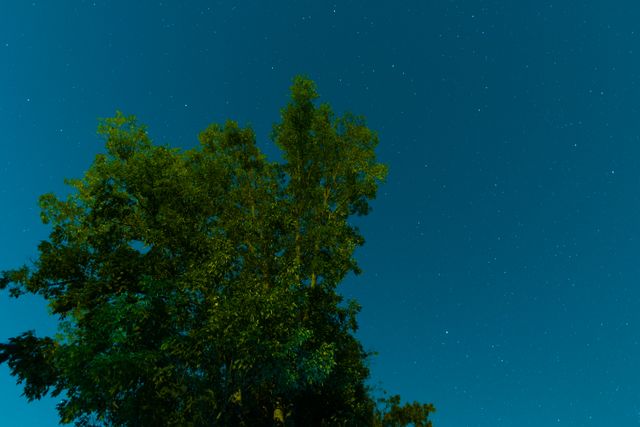 Majestic Tree Silhouette Against Night Sky with Stars - Download Free Stock Images Pikwizard.com