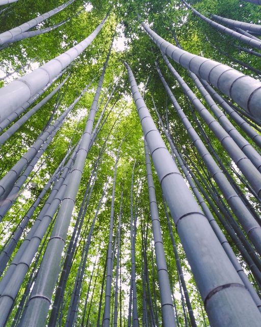 Capturing the upward view of tall bamboo stalks, this stock photo showcases a dense green forest. Ideal for use in nature-themed projects, travel blogs, posters promoting tranquility and natural beauty. This image exudes peace and can be inspiring for background images on websites, social media graphics, and wellness presentations.