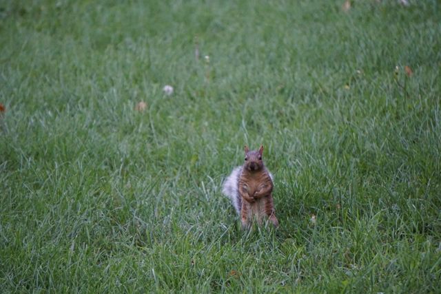The image shows a squirrel standing upright on a grassy field in a park, appearing alert and curious. Ideal for use in projects related to wildlife observation, urban parks, nature conservation, or promoting outdoor activities. It captures the essence of urban wildlife and the simple beauty of nature.