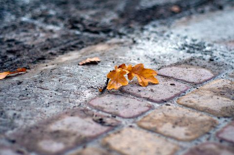 Fallen autumn leaf on cobblestone pathway