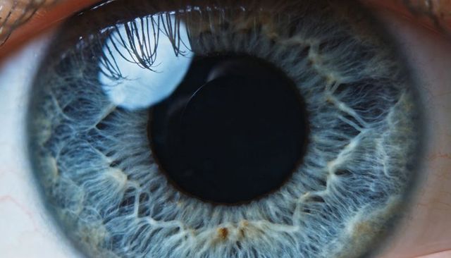 Extreme macro blue-gray iris showing dilated pupil, radial fibers and corneal catchlight