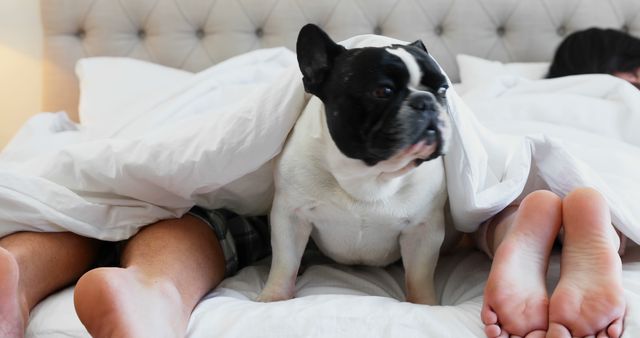 French Bulldog comfortably sitting on a bed between the feet of a couple. Great for themes related to pets, family life, cozy home settings, and morning routines. Could be used in advertisements for pet products, bedroom decor, or family-related articles.