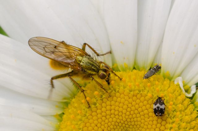 Detailed macro shot showing insects pollinating daisy flower with precision. This can be used in educational materials, nature magazines, or environmental blogs to highlight the importance of insects in pollination. The vibrant colors and detailed textures make it suitable for wallpapers and background designs.