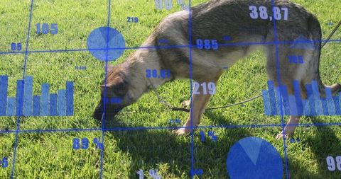 Sniffing shepherd dog wearing collar and leash on trimmed lawn with blue data overlays