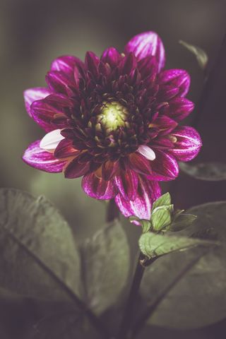 Moody purple dahlia blooming in soft light close-up floral macro composition