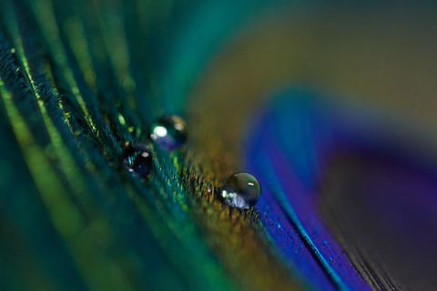 Colorful peacock feather with water droplets