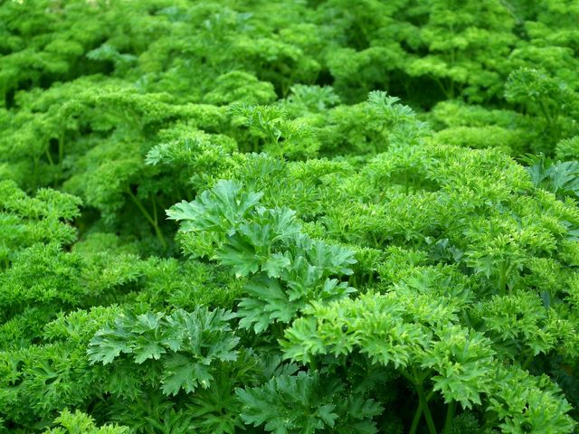 Vibrant curly parsley plants growing densely outdoors, perfect for scenes depicting freshness and organic gardening. Ideal for culinary-themed content, healthy living concepts, farm-to-table discussions, and natural medicine or herbal articles.