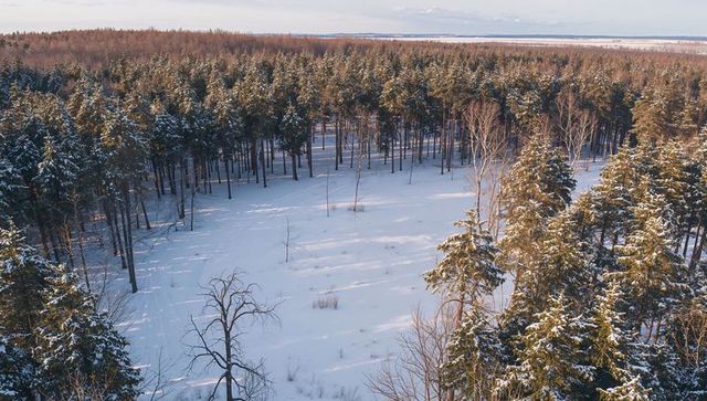 Snow-covered pine forest clearing bathing in warm low sunlight over winter taiga horizon