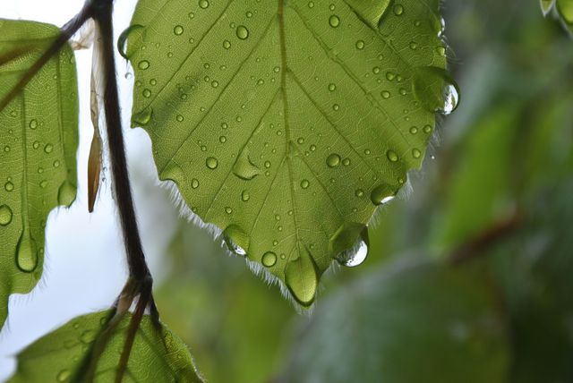 Close-Up of Dew Drops on Green Leaf - Download Free Stock Photos Pikwizard.com