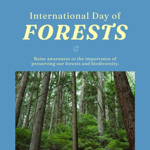 International Day of Forests Celebration Poster with Forest Landscape - Download Free Stock Templates Pikwizard.com