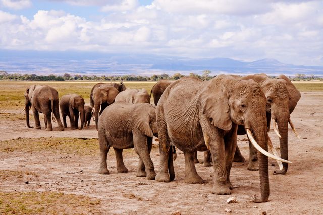 Group of Elephants on Walking on Brown Road during Daytime - Download Free Stock Photos Pikwizard.com