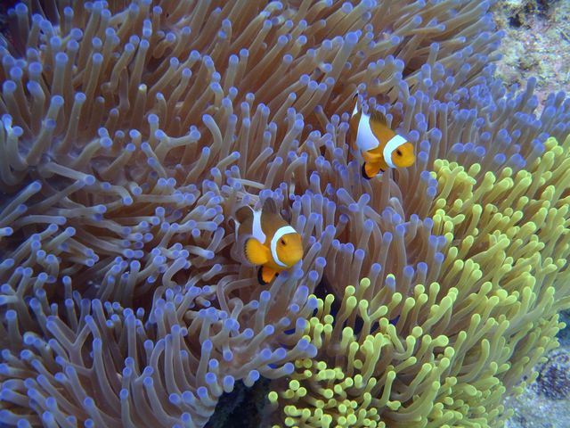 Bright Clownfish Swimming Among Colorful Sea Anemones in Coral Reef - Download Free Stock Photos Pikwizard.com