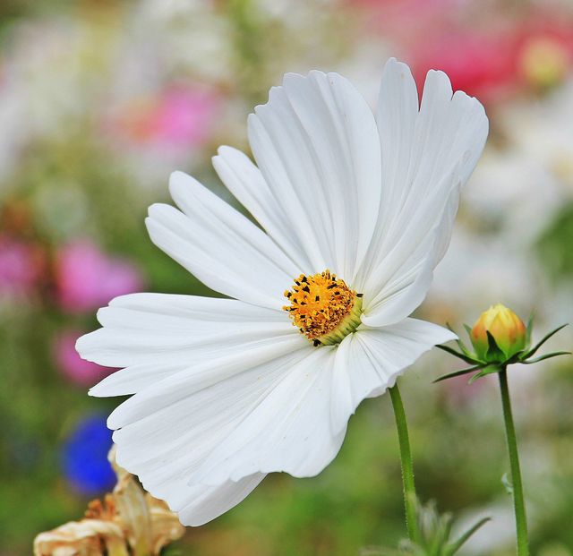 Close-up of a white cosmos flower showcasing its intricate petal details with a blurred bokeh background of various colorful blooms. Ideal for spring or summer themes, floral artwork, gardening websites, and nature appreciation blogs.