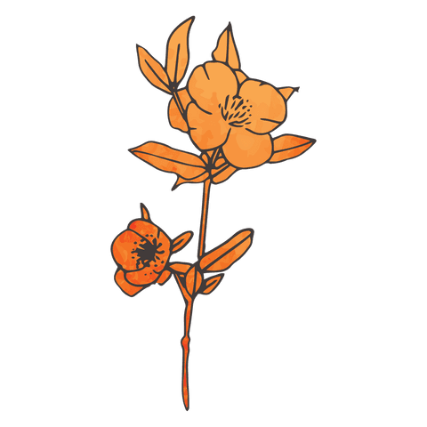 transparent vector orange flower illustration with detailed patterns - Download Free Stock Videos Pikwizard.com
