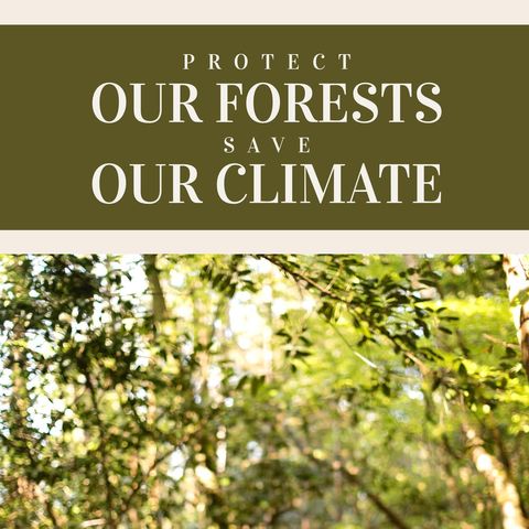 forest conservation message with sunlit trees - Download Free Stock Templates Pikwizard.com