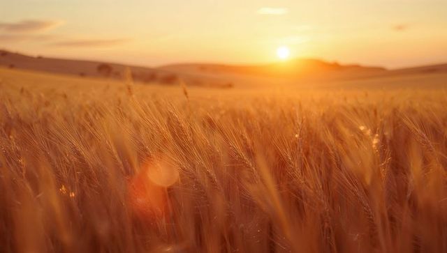Golden Wheat Field in Sunset, Serene Farmland Landscape