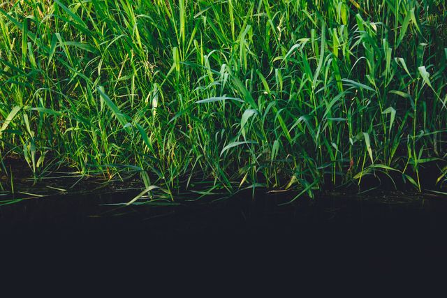 Vibrant Green Tall Grass in Natural Wetland - Download Free Stock Photos Pikwizard.com