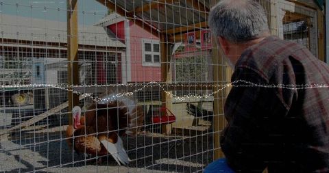Mature Man Tending to Turkey on Rural Farm