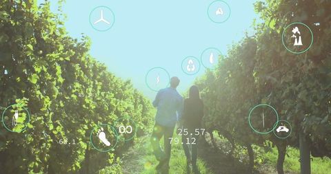 Couple Walking in Vineyard with Digital Data Icons Overlay - Download Free Stock Images Pikwizard.com