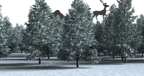 Silhouetted deer amongst winter forest fir trees