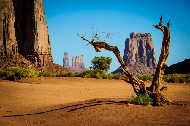 Natural beauty with twisted tree and iconic rock formations of Monument Valley, ideal for travel promotions, nature documentaries, and Southwestern USA themed backgrounds.