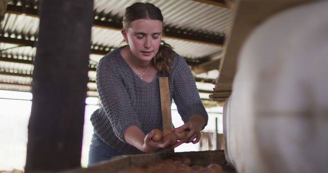 Young woman collecting fresh eggs on a farm, focusing on sustainable and organic farming practices. Image can be used for topics such as agriculture, farming lifestyle, organic food, sustainable living, and rural community life.