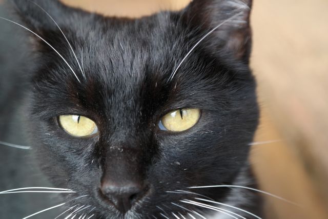 A close-up of a black cat with piercing yellow eyes and prominent whiskers. This image captures the details of the cat's fur and eyes, highlighting the animal's sharp and attentive expression. Perfect for use in pet-themed projects, animal care resources, or articles about cats and their behaviors.