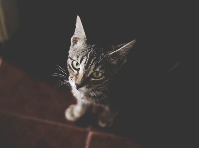 Curious Tabby Cat Staring at Camera with Dark Background - Download Free Stock Photos Pikwizard.com