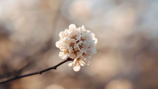 Blooming cluster of pale pink cherry blossoms on twig with soft golden bokeh background