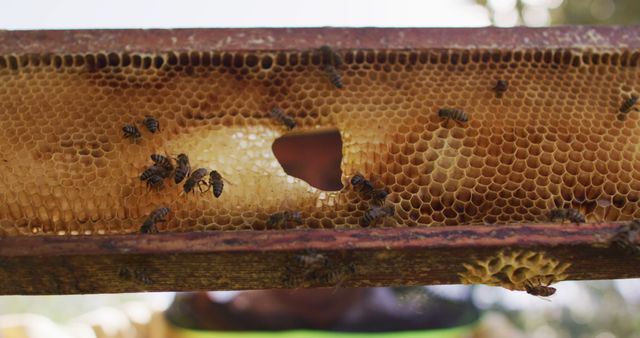 Bees are working diligently on a honeycomb, showcasing a natural process of honey production. The honeycomb with a hole highlights the bees’ activity and their complex cellular work. This image is perfect for topics related to beekeeping, nature, agriculture, environmental studies, and teamwork.