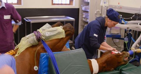 Veterinary Surgeon Preparing for Horse Surgery Procedure