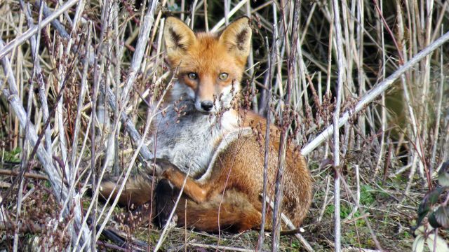 Red fox sitting and resting among tall grasses and bushes in a natural habitat. Suitable for use in educational content about wildlife, nature documentaries, conservation campaigns, and outdoor magazines.