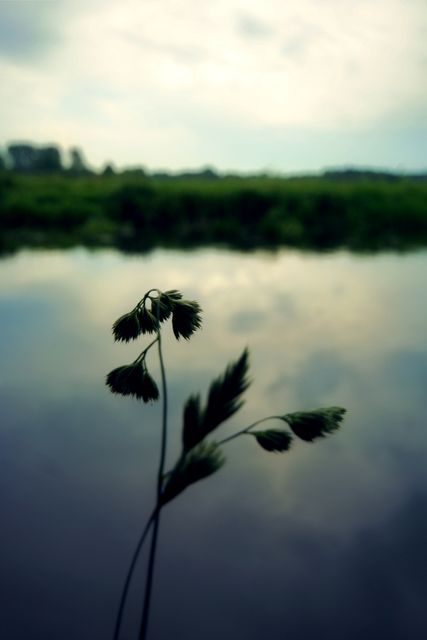 A forward-focused plant with a blurred scenic water meadow view in the background. Ideal for themes of tranquility, nature, peace, reflection, and scenic views. Great for use in nature photography collections, eco-friendly brands, relaxation space designs, or meditation and mindfulness materials.