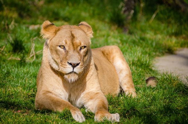 Close up shot of a lion sitting on the grass. Wildlife and nature concept