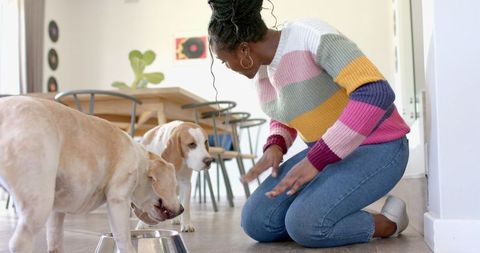 Woman feeding dog with beagle indoors in cozy home setting