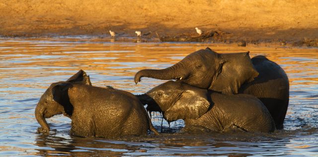 Capturing a family of elephants enjoying a bath in a muddy watering hole during the beautiful golden hour. Perfect for illustrating wildlife conservation, African safaris, family bonding in nature, and the playful, carefree side of elephants. Ideal for use in environmental campaigns, travel magazines, and educational resources on wildlife behavior.