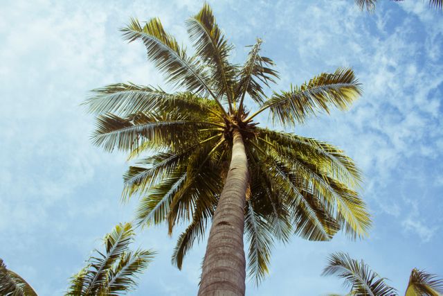 This photo captures the view from below of tall palm trees with a clear blue sky in the background. The lush green leaves of the palms are beautifully highlighted by the sunlight, creating a tranquil and idyllic scenery. Ideal for travel blogs, tropical vacation promotions, nature magazines, or relaxation-themed content.