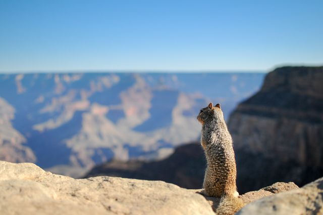 Ground squirrel sitting on rocky cliff observing Grand Canyon during daylight. Great for materials on wildlife, natural beauty, travel, outdoor activities, and wilderness adventures.
