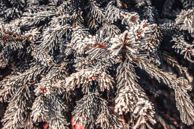 Snow-covered pine tree branches in a close-up view can be used for winter-themed projects. Perfect for holiday cards, nature blogs, or winter travel brochures. The frost creates a serene and cold atmosphere suitable for any content related to winter weather or nature.