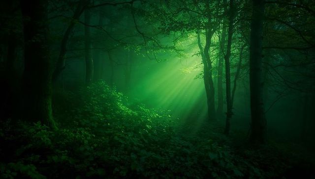 Sunbeams Streaming Through Misty Canopy Bathing Mossy Undergrowth in Enchanted Green Forest