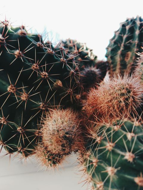 Detailed view of cactus plants highlights spines and textures, useful for illustrating desert vegetation and natural beauty in studies, presentations, or nature-focused designs.