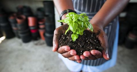 Hands holding seedling with soil in greenhouse environment