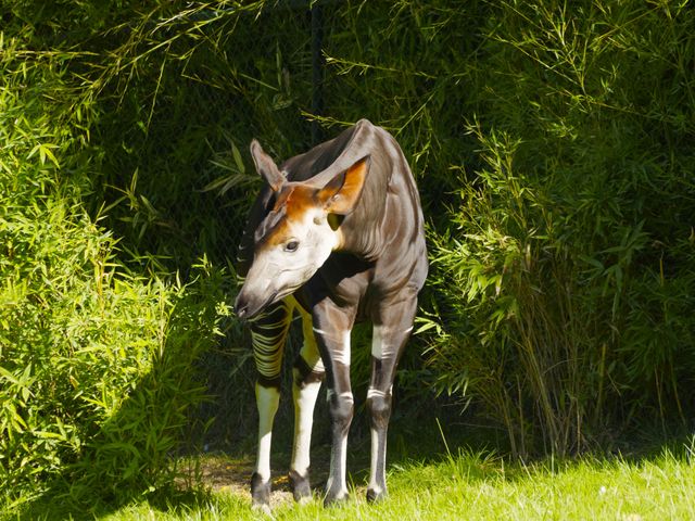 Okapi in the forest. Wildlife and Environment concept 