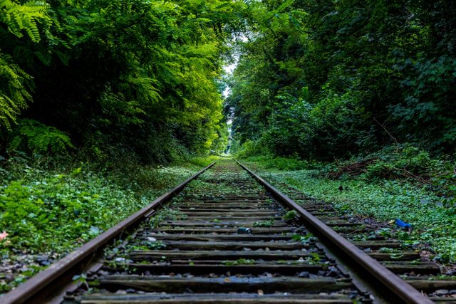 Disused Railroad Tracks in Dense Forest - Download Free Stock Photos Pikwizard.com
