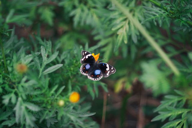 Beautiful butterfly resting on green foliage. Perfect image for themes related to nature, wildlife, tranquility, botany, and environmental conservation. Great for websites, blogs, or magazines focusing on natural beauty and biodiversity.